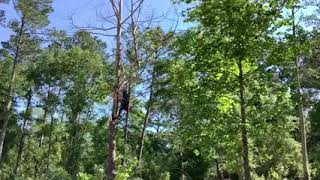 How to climb a tree with spurs l How to cut limbs from a tree