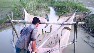Best Net Fishing | Traditional Net Fishing In Village Small River | Fishing Video | (Part-30)