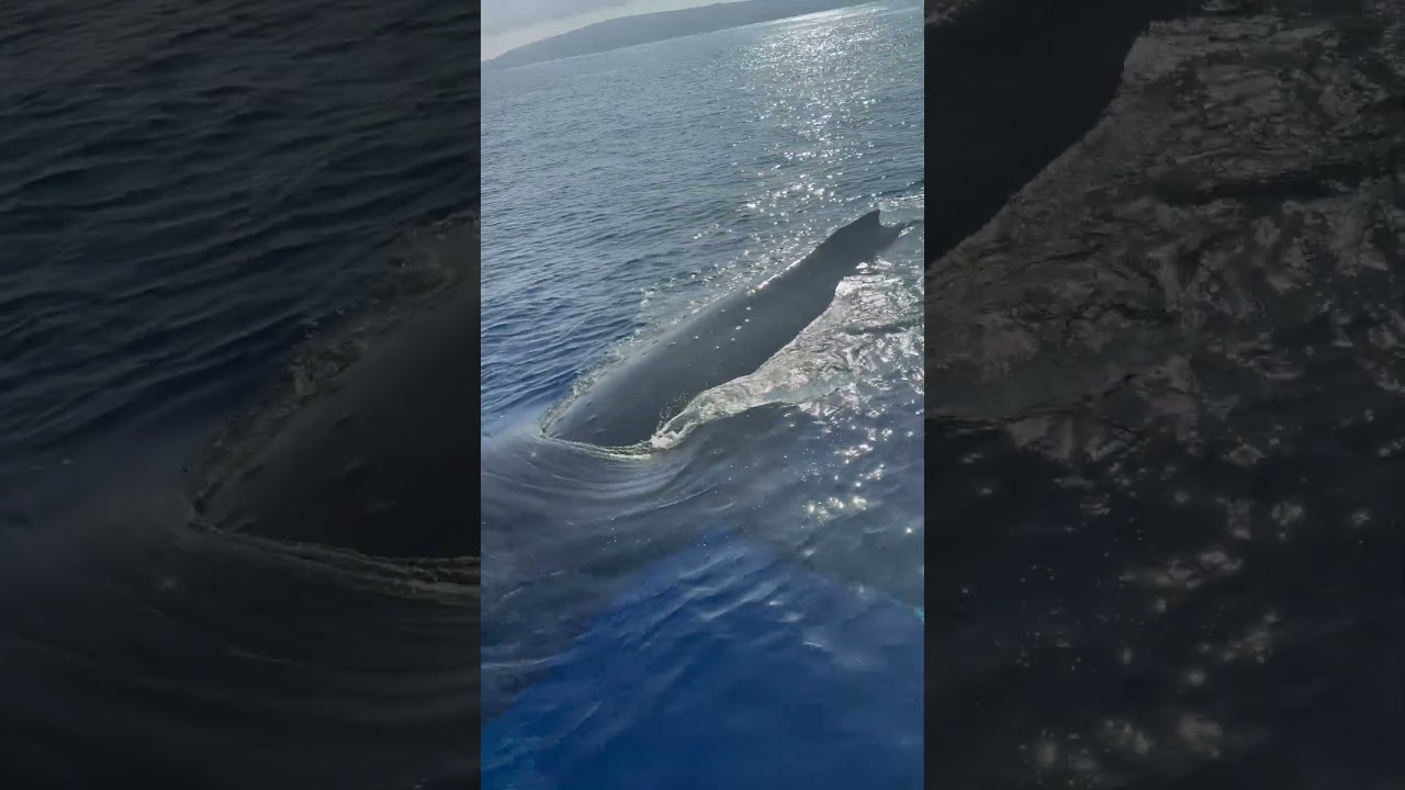 Humpback whale surfaces and spouts right next to Pride of Maui!