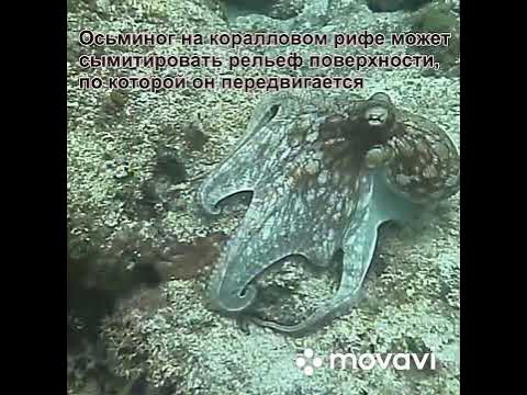 Маскировка - YouTube