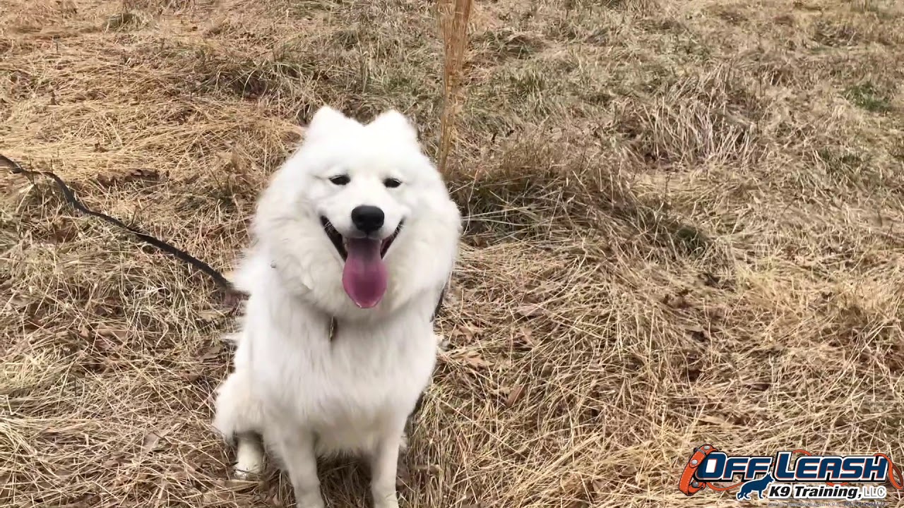 samoyed 7 months