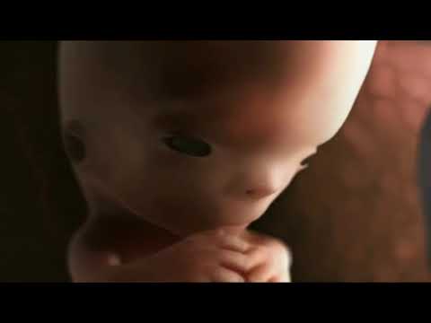 9 месяцев беременности за 10 минут 3D  Потрясающее видео
