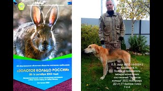 Межрегиональные состязания гончих по зайцу-беляку" Золотое кольцо" Кострома 8-19 октября 2022 года.