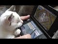 アイルーの鳴き声に反応する新入り子猫マメ【モンスターハンター4G】