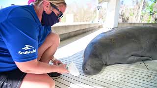 Chessie the Manatee | SeaWorld Orlando