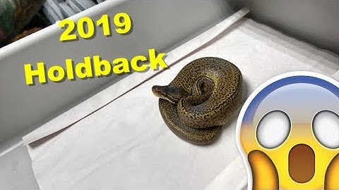 Some Of My 2019 Ball Python Holdbacks !!!