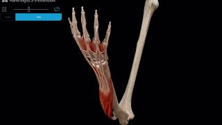 Muscle Premium Digits 2-5 Extension