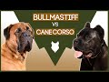 Bull Mastiff vs. Connie Corso: Unveiling the Key Differences and Considerations for Potential Owners