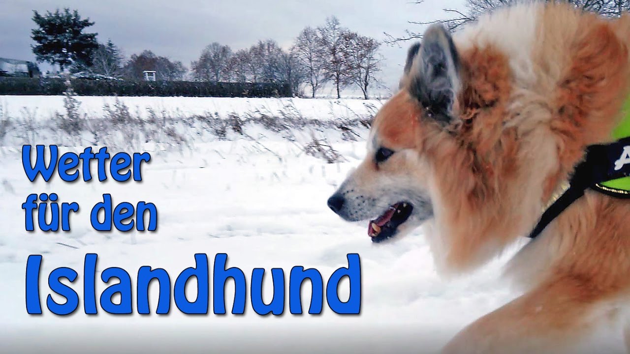 Wetter für den Islandhund