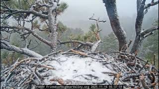 Winter Snow Has Come To Big Bear! ❄️☃️❄️ Jackie Or Shadow Seen On Lookout Snag! @FOBBVCAM 11.16.25