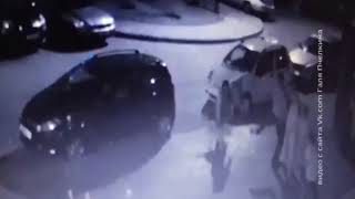 В Ростове на семью с детьми напала собака бойцовской породы В Ростове на семью с детьми напала собака бойцовской породы