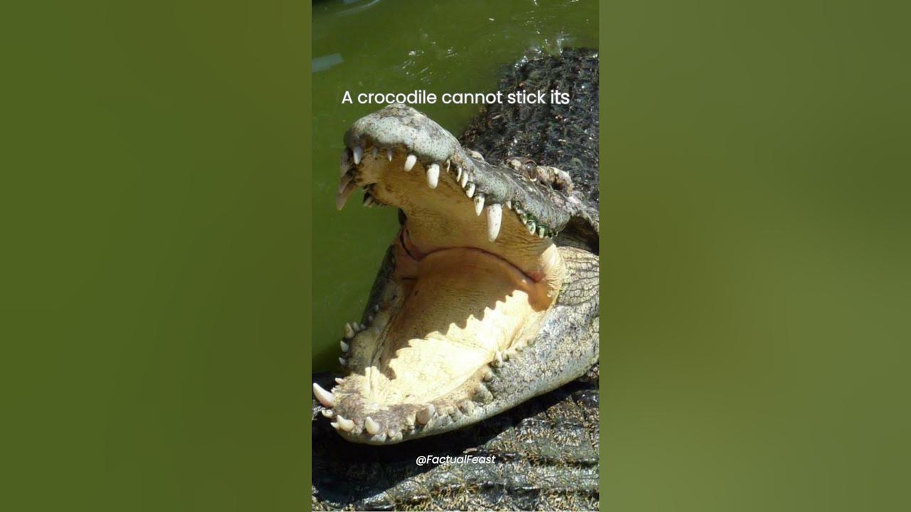 A Crocodile Cannot Stick Its Tongue Out YouTube