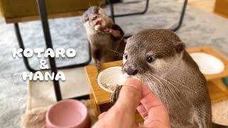 カワウソコタローとハナ　ゆでた魚はおいしいの？　Otter Kotaro&Hana Do You Like Boiled Fish?
