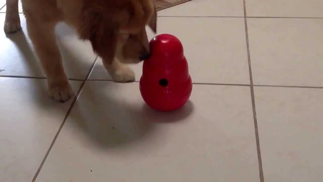 Sophie With Kong Feeder Toy Youtube