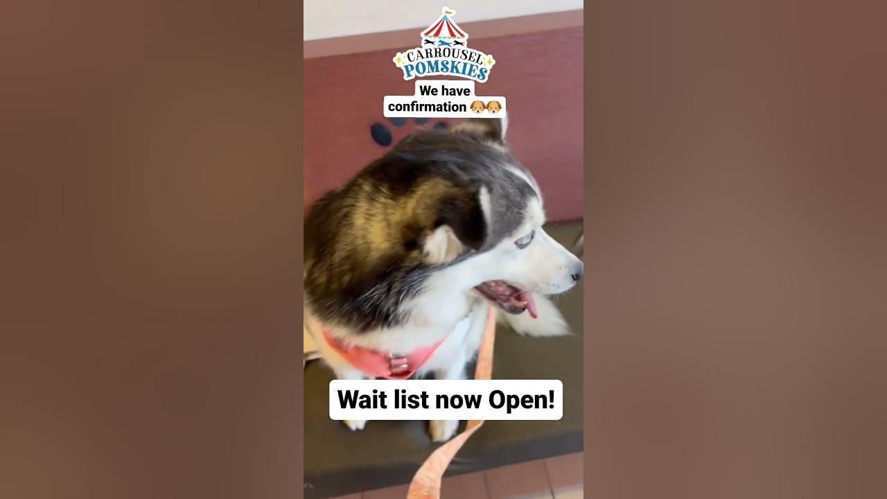 Precious and RZR are having puppies 2023 Annoucement! YouTube
