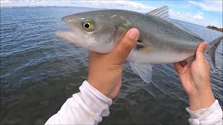 The Struggle on using Live Bait - NZ Beach Fishing