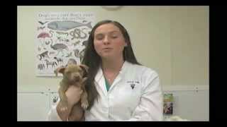 Do pets lose their baby teeth?