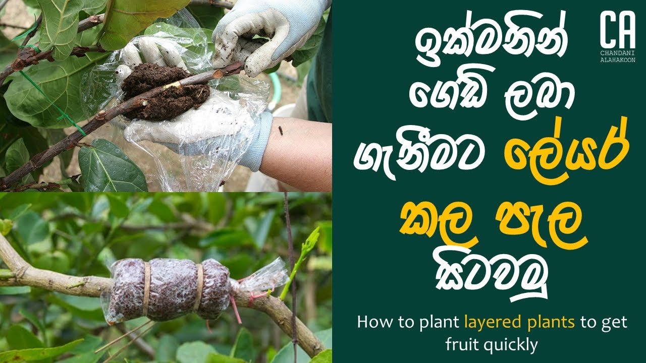 ඉක්මනින් ගෙඩි ලබා ගැනීමට ලේයර් කල පැල සිටවමු | How to plant layered plants to get fruit quickly