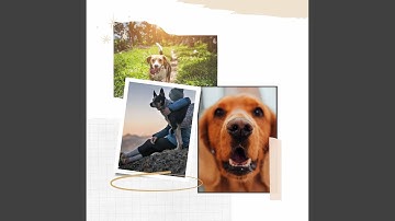 Friendly Moods for Lazy Puppy Afternoons