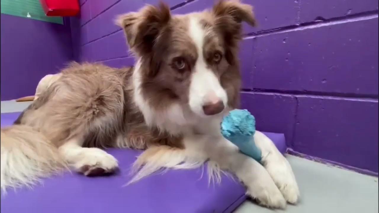 PawPals Doggy Daycare Dogs Playing and Having Fun YouTube