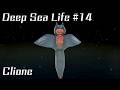 UNITY ASSET : DEEP SEA LIFE #14 Clione  /  UNITYアセット 深海生物シリーズ14 クリオネ