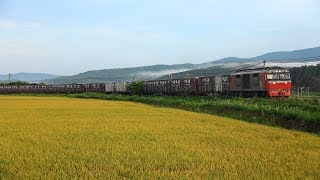 赤スカ牽引の石北臨時貨物『玉ねぎ列車』(９月８日)