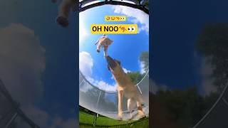 Cat 🐱 Set a Trap 😈 Dog 🐶 Learned the Hard Way 😂⬆️ #cat #dog #funny #funnyanimals #ai