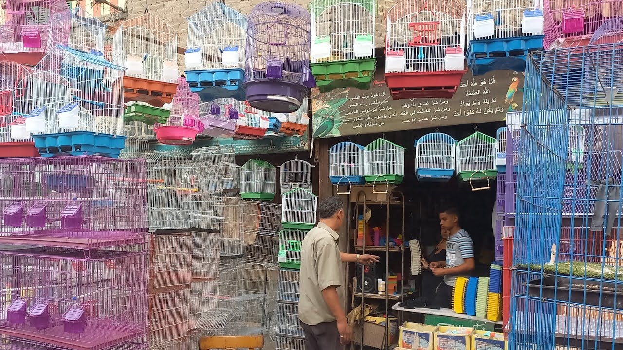 اسعار حلوة للاقفاص والسلاكات جملة وقطاعي عند ابو مروان وأسعار اكل العصافير ومكانه وتليفونه