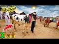 Faisalabad cow mandi update by haseeb chishti