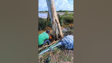 3/9 Cưa Bật Gốc Cây Bạch Đàn Mục Gốc Cú Ngã Quá Éo Le Vua Vượn Tháp 10 Tập 80