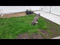 Galgo Spanish Greyhound の動画、YouTube動画。