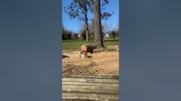 Stihl MS361 Chainsaw ported by DTG