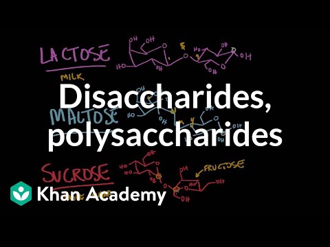 Disaccharides and polysaccharides | Chemical processes | MCAT | Khan Academy