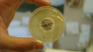 Producción De Penicilina. Biotecnología Uca 2018-19