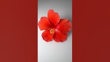 Will it Watercolor? Hibiscus Flower