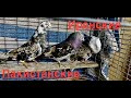 #Pigeons #Израиль  Иранские и Пакистанские голуби в Израиле!