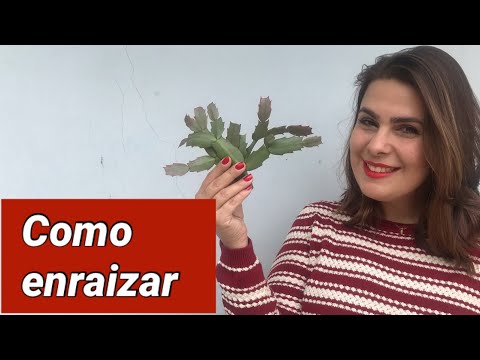 Vídeo: Propagação da flor da paixão: como propagar a flor da paixão