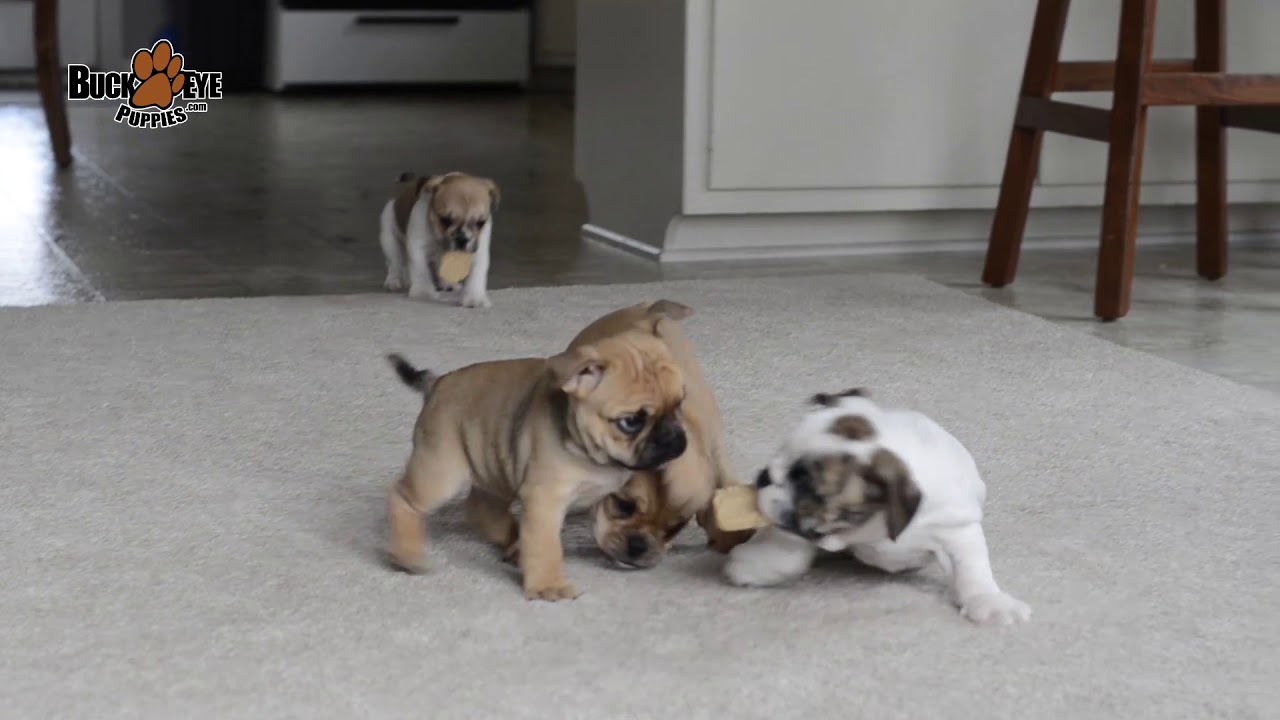 English Bulldog Puggle Mix - YouTube