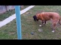 English Mastiff VS, Rottweiler! #englishmastiffs #rottweilerpuppy