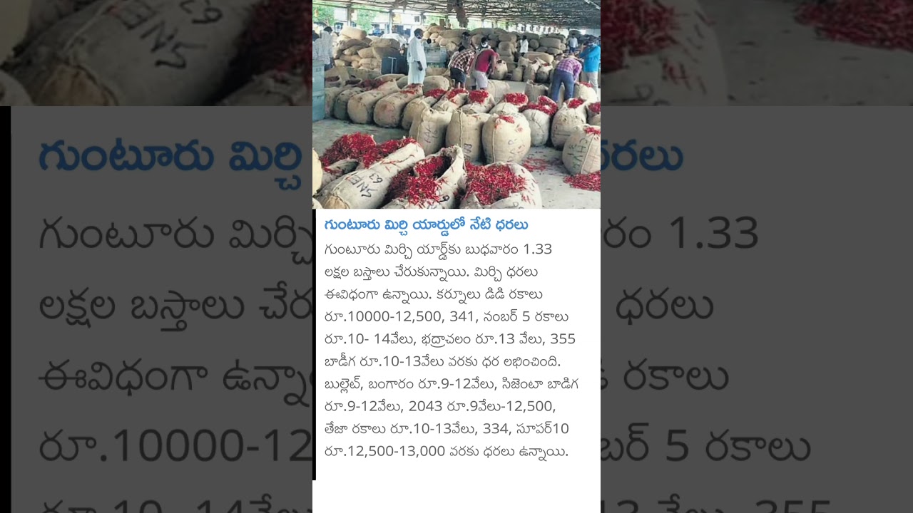 today Red chilli price in guntur mirchi yard