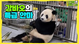 (SUB) A Zookeeper Giving A Massage To A Panda│Panda Family