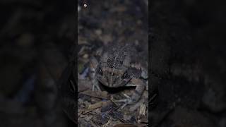 Frog 🐸 sound