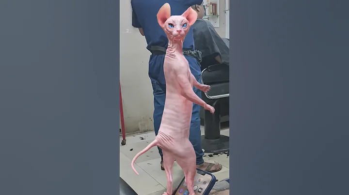 Video 8393471: sphynx cat meow, funny sphynx cat, sphynx tom