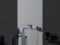 Why she's looking at me #cat #shorts #animals #pets #fyp