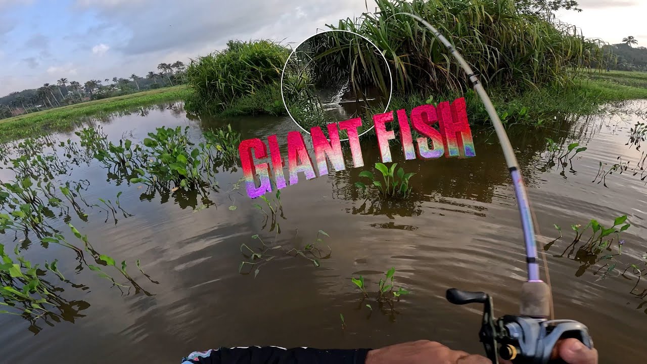 ഓന്തിന്റെ തലഇൽ പിടിച്ച മീൻ #hunterzx #handmadefrog #traditionalfishing #snakehead #youtube #curadodc