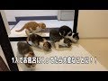 【子猫】1人でお風呂に入っていたら、大変なことに！！【スコティッシュフォールド】