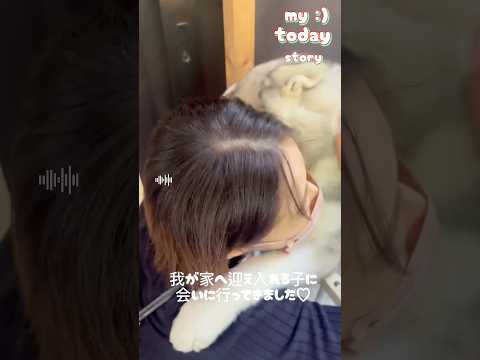 生後４ヶ月シベリアンハスキーの女の子が家族になります♡#シベリアンハスキー #ハスキー赤ちゃん#犬 #ハスキー
