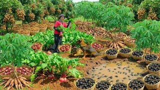 Download Lagu Relax With Harvesting Farm Produce: Black Apple Snails, Amaranth Roots, Longan, Cassava, Persimmon.. MP3