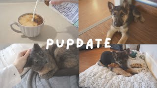 PUPDATE GSD 11.5 Weeks -- Puppy struggles, how we're getting on, decluttering & organizing house