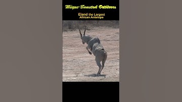 A Massive Eland Antelope with Bow and Arrow #shorts
